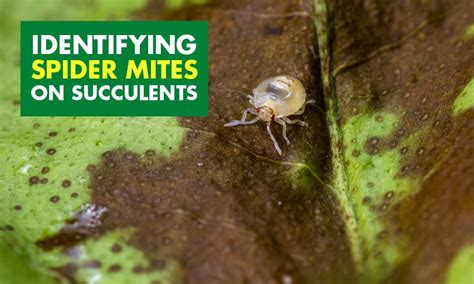 Identifying Spider Mites On Succulents And How To Get Rid Of Them
