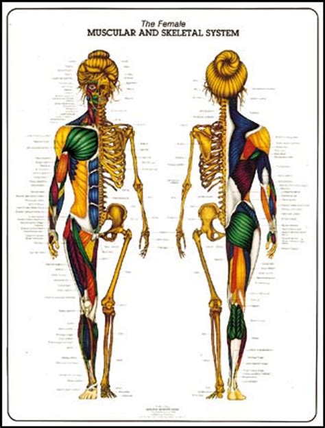 The Muscular System Anatomy Poster