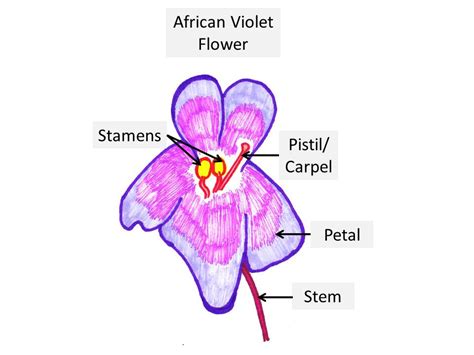 The pollen moves down the style to join with the ovules in the ovary. Anatomy Of African Violet Flowers And Leaves - Baby Violets