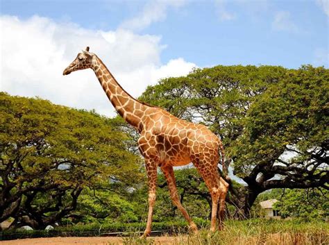 Картинки Животных Жираф Telegraph