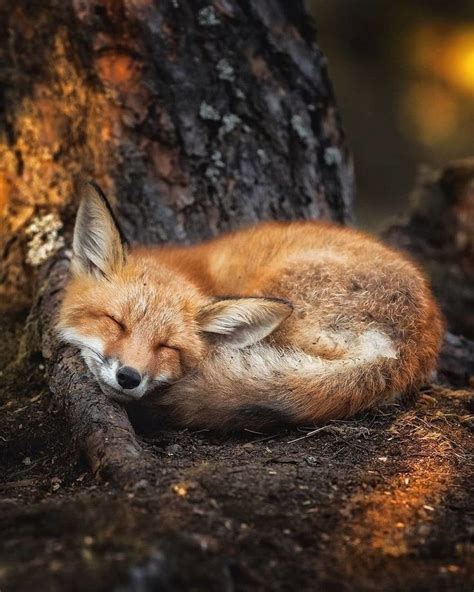 27 Cute Photos Of Some Very Friendly Foxes In 2020 Animals Beautiful