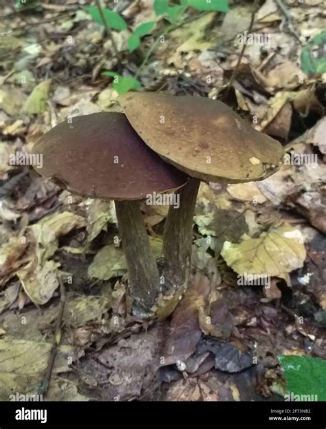 Mushroom Birch Bolete Leccinum In The Forest Shallow Dof Stock Photo