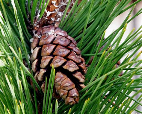 Pine Cone Free Stock Photo Public Domain Pictures