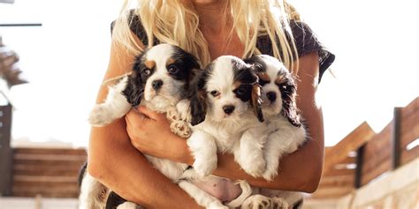 Enhance your confidence to love dogs, and gather knowledge of why you should get a dog persuasive essay. Thinking About Getting A Dog? Here Are A Few Reasons Why ...