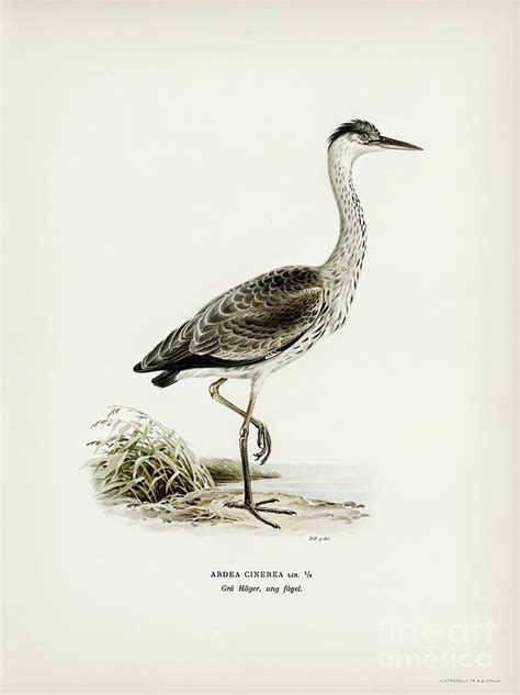 Gray Heron Ardea Cinerea Illustrated By The Von Wright Brothers