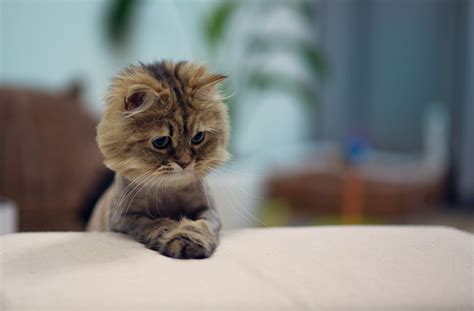 Download the most adorable kitten pictures and images for free! Cats Kittens Glance Animals cat kitten baby wallpaper ...