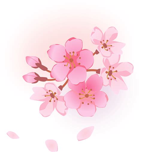 Cherry Blossom Flower Clip Art