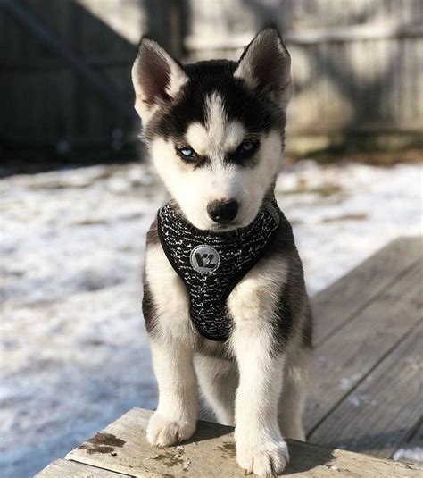 Im Not Angry This Is My Fierce Look Siberian Husky Husky Dogs