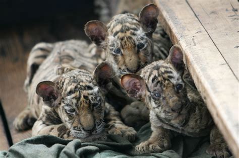 hengdaohezi breeding center for tigers