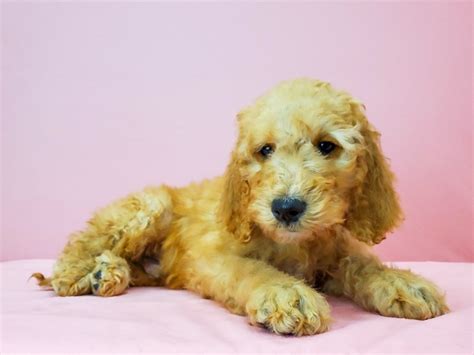 Our california goldendoodle puppies are raised in our home with love! F1B Goldendoodle-DOG-Male-Golden-2684067-Petland Las Vegas, NV