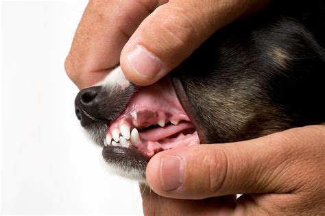 Canine Oral Papillomas Demystified Oakhurst Veterinary Hospital
