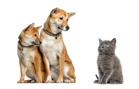 Premium Photo Cat And Dogs Looking At Each Other Isolated On White