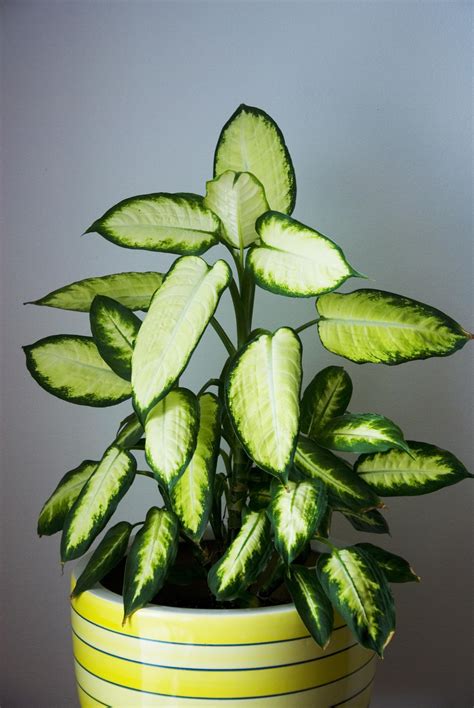 34 Low Light Houseplants Even Beginner Plant Parents Can Keep Alive