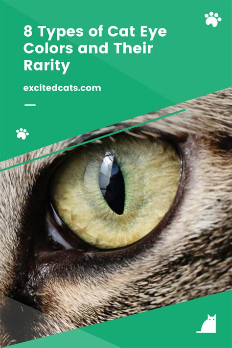 8 Types of Cat Eye Colors and Their Rarity | Cat eye colors, Types of