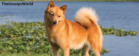 Are Finnish Spitz Dogs Good For First Time Owners All Facts