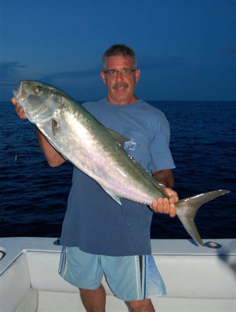 Amberjack Fish Mounts Official Site
