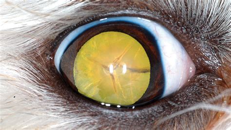 Immature, mature, and hypermature cataracts can cause a serious reactive inflammation inside the eye (lens induced. Cataracts in Dogs | Clinician's Brief