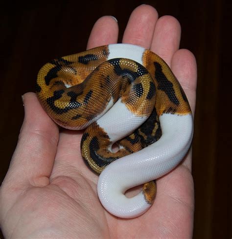 Baby rabbits usually cost around 30 to 40 pounds. Piebald Ball Python by Phoenix-Cry on DeviantArt