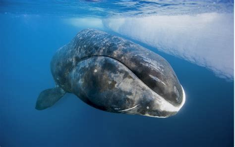 Bowhead Whale The Canadian Encyclopedia