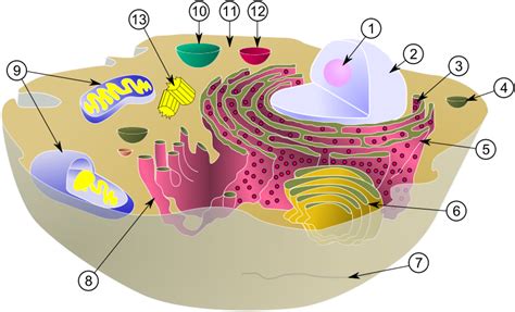 Part a is a structure that is comprised of flattened membranous sacs. Labelled Plant Cell