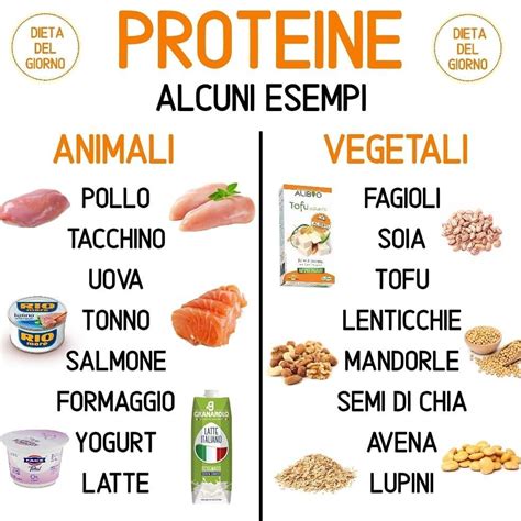 Dieta Priva Di Proteine Animali 2021