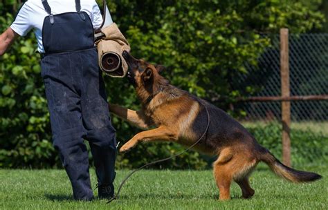 Learn how to become a police dog handler with how2become. Become A Police Dog Handler 2021 | How2become.com