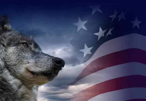 Flag Wolf Wolf Pictures Wolf Life Wolf