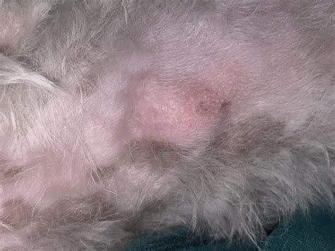Visible Lump In My Dogs Chest Should I Be Worried Vet Says Not To