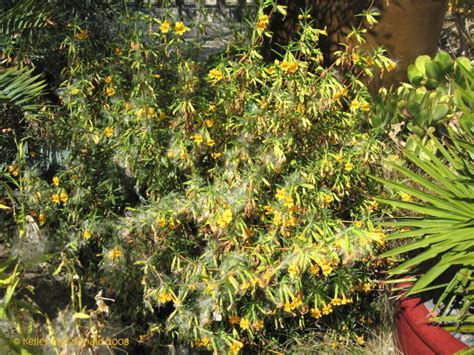 The flowers can come in orange or white with a yellow or orange smear on the lower petal. PlantFiles Pictures: Sticky Monkey Flower, Orange Bush ...