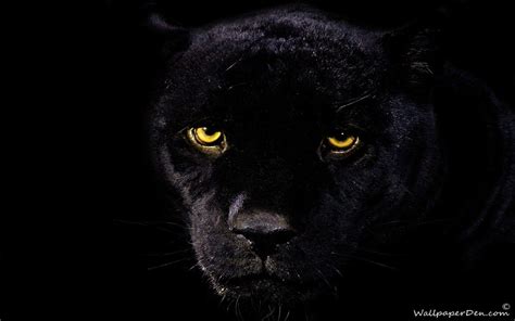 We've gathered more than 5 million images uploaded by our users and sorted them by the most popular ones. Black Jaguar Wallpapers - Wallpaper Cave