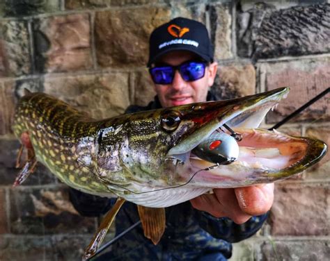 50 Helpful Pike Fishing Tips For Beginners Strike And Catch Pike