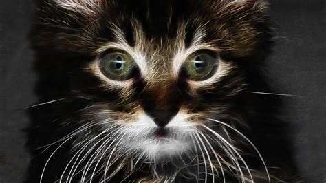Download 1920x1080 Wallpaper Digital Art Adorable Kitten Cat Full Hd
