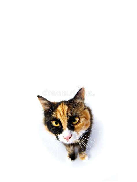 34509 Angry Cat Stock Photos Free And Royalty Free Stock Photos From