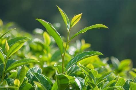Tea Planting How To Grow Tea Plants In Your Home Garden