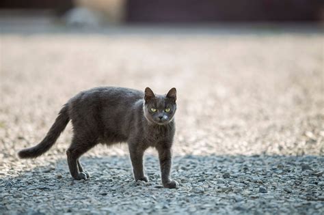 So yes, i hold out great hope that your cat will come back. My Cat Ran Away! What Should I Do?
