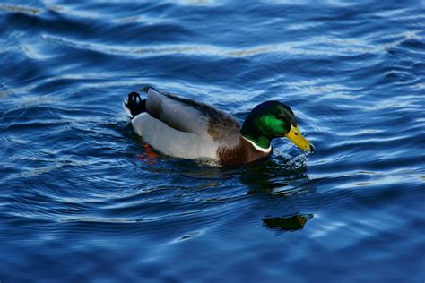 Photography Of Duck Swimming On Water Hd Wallpaper Wallpaper Flare
