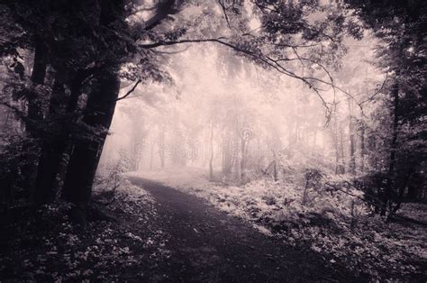 Surreal Forest Scene With Infra Red Light And Fog Stock Image Image