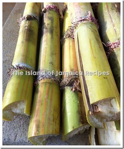 Sugar Cane Jamaican Cookery News