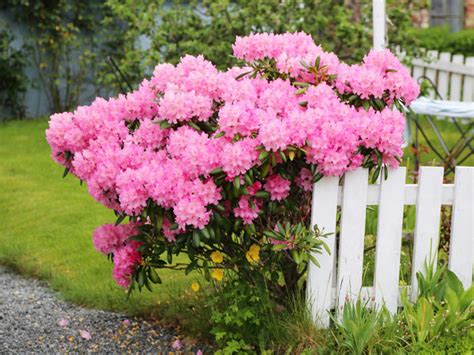 20 Pink Flowering Shrubs And Trees Plant Index