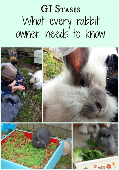 Gi Stasis What Every Rabbit Needs To Know Pet Bunny Rabbits Pet