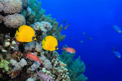 Wallpaper Animals Sea Underwater Coral Reef Aquarium 6000x4000