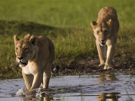 Onde Os Leões Vivem Animais Da África Um Leão Leão Animal Selvagem