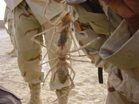 Mito Demasiados Cuentos Chinos De La Araña Camello Ncgo