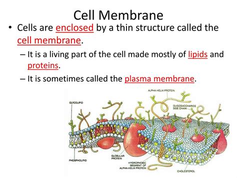 Ppt Chapter 4 Section 2 Cell Structure And Function Powerpoint