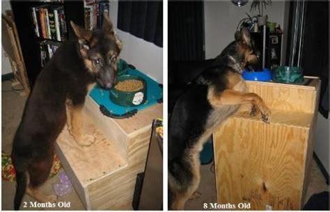 Check spelling or type a new query. 34 best Canine Megaesophagus images on Pinterest | Doggies ...