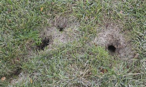 What Is Digging Small Holes In My Yard At Night - “Help, the Raccoons & Skunks Are Tearing Up My Lawn!”