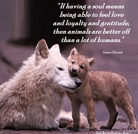 Pin On Wolves Photo Quotes