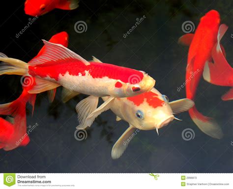 Koi And Goldfish Stock Image Image Of Oriental Japanese 2996873