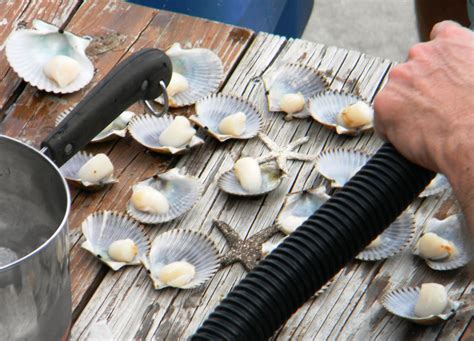 Growing up we always used water straight from the ocean. The Wild Life: August Scallops