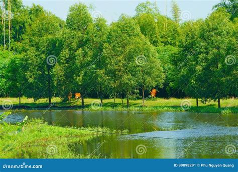 Tranquil Scenery In The Wetland Stock Image Image Of Cloud Sunny